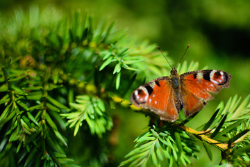 Schmetterling