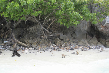 Monkey Beach, Phi Phi Islands, Thailand 