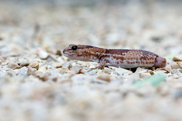 Side view of the Gecko walking