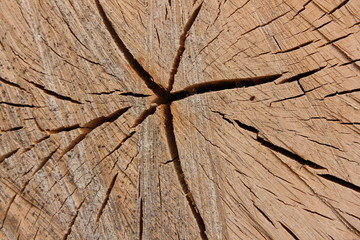 Pattern on a tree from space