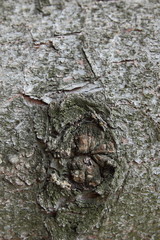 Pattern on a tree from space