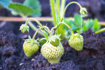 Unripe strawberries in the garden close up