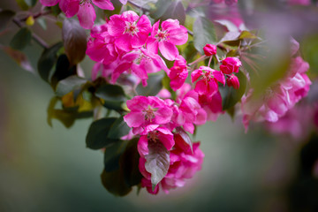 Obraz premium Purple blossom crabapple 