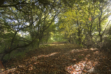 LIght and shadows on woodland path