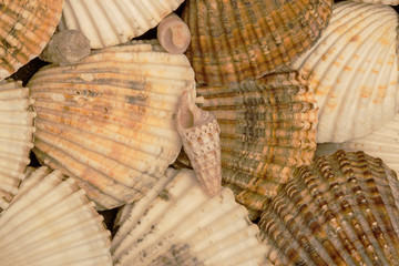 Some Seashell