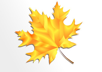 Maple leaf isolated on the white background