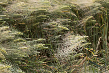 Summer Field of the Barley 