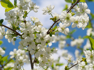 Cherry flowers on branch tree at the springtime in sunny day, blue sky background