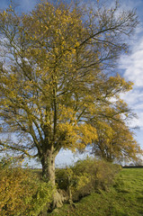 Autumnal Field maple (acer campestre) with English oak tree (quercus rober) in hedgerow