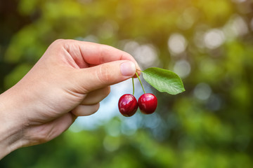 A male farmer is holding a ripe gean berries in the garden.