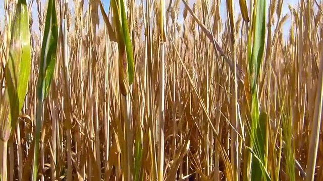 Champ de c&eacute;r&eacute;ales R&eacute;colte bl&eacute;