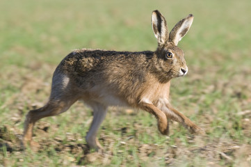 Running brown hare (lepus europaeus)