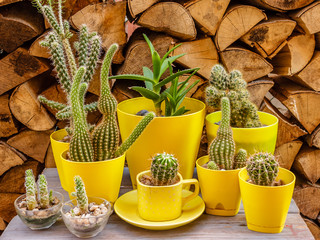 Many different cactuses in yellow flower pots on a wooden background