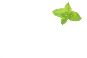 ペパーミント © cat_smile