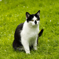 schwarz-weiße Katze auf grünem Rasen