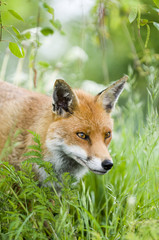 Red fox  (vulpes vulpes)