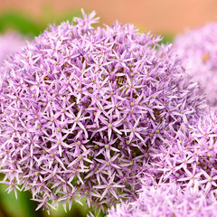 Zierlauchblüten - Allium