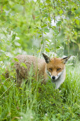 Red fox  (vulpes vulpes)