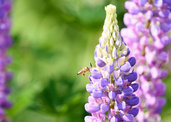 Biene im Anflug auf eine Lupine