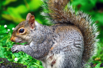 Grey squirrel, Dunfermline, Scotland