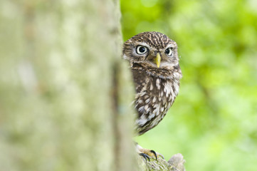 LIttle owl (athena noctua) sitting on branch on tree