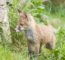Fototapeta premium Red fox cub (vulpes vulpes)
