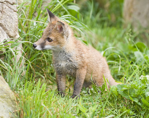 Naklejka na ściany i meble Red fox cub (vulpes vulpes)