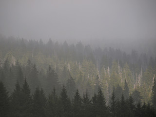Forest in fog
