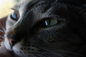 Retrato felino (Sin Editar)