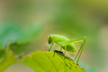 Grasshopper on weed