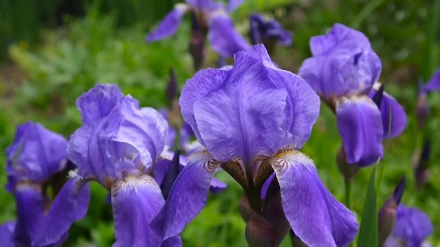 Blue irises moving on the wind. Video footage HD static camera.