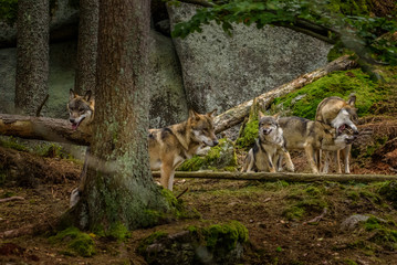 Alaska wolf pack (Canis lupus)	