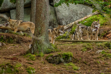 Alaska wolf pack (Canis lupus) 