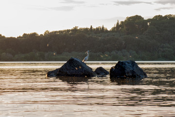 egretta garzetta