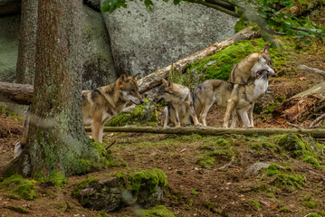 Alaska wolf pack (Canis lupus) 