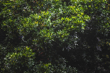 Fototapeta premium Dense foliage of bushes or trees in the park. Green bush background