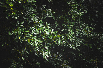 Fototapeta premium Dense foliage of bushes or trees in the park. Green bush background