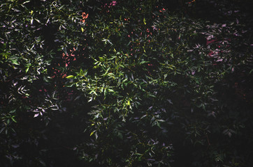 Dense foliage of bushes or trees in the park. Green bush background