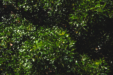 Dense foliage of bushes or trees in the park. Green bush background