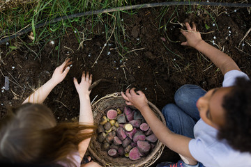 Siblings picking vegetables together, overhead view 