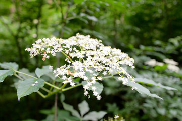 weiße Holunderblüte