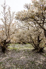 Obraz premium 御室桜