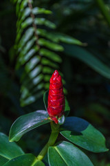 tropischer garten auf koh samui