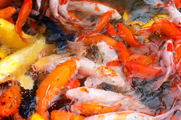 Goldfish Eating Food Inside Pond