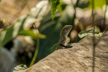 ambodia lizard