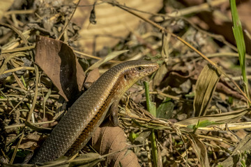 ambodia lizard
