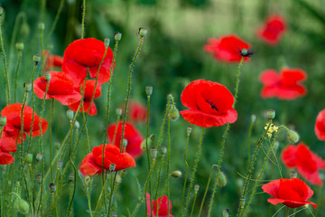Obraz premium Flowers of red poppies in the summer garden.