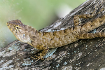 ambodia lizard