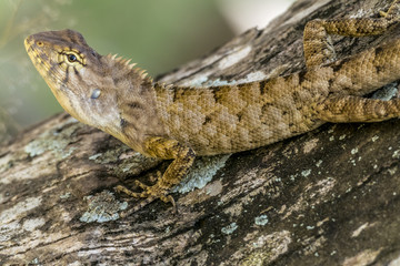 ambodia lizard