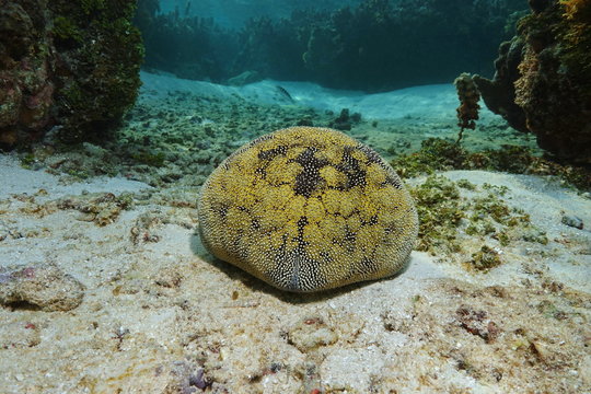 Starfish cushion star Culcita novaeguineae, underwater in the lagoon of Bora Bora, Pacific ocean, French Polynesia